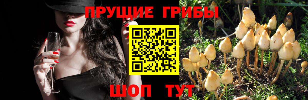 Псилоцибиновые грибы GOLDEN TEACHER  Галлюциногенные грибы прущие грибы  Абинск  Вход с VPN 